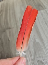 11 cm rote ❤ Vogelfeder Papageienfeder Mauserfedern basteln Feder Traumfänger 