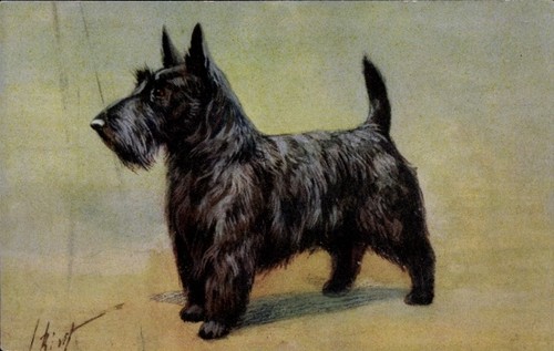 Hundeportrait scotch - hundeportrait,,
