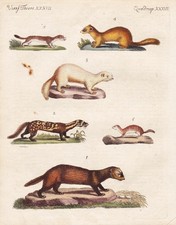 Marder Wiesel Iltis marten