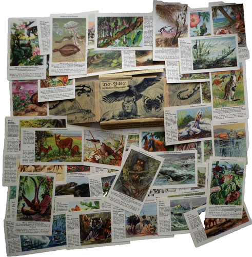 Tierbilder der berliner - tierbilder,
