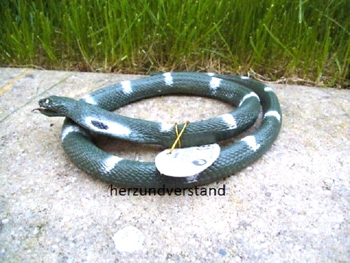 Schlange schlangen kobra cobra - schlange,