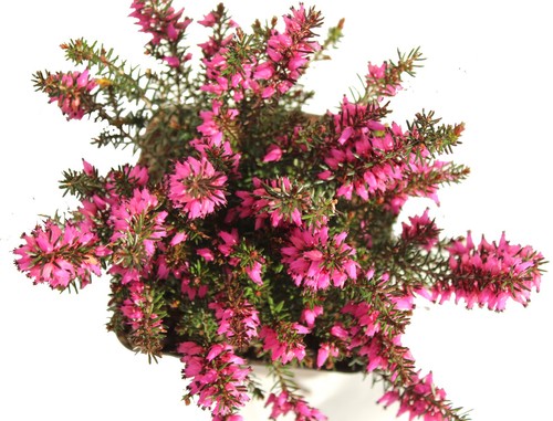 Stück erica carnea mojave - erica,