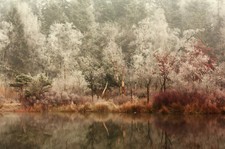 VLIES Fototapete-WALD-(6653V)-Foto-Kunst Bäume Natur Birken Landschaft Nebel   