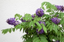 Wisteria frutescens 'Longwood Purple', Amerikanische Glyzinie, 60–100 cm