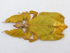 Phyllium pulchrifolium