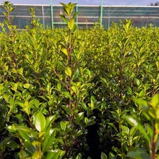Stechpalme Heckenstar - Containerpflanzen im großen 4 ltr. Topf