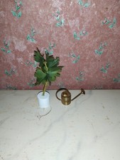 Nostalgie-Pflanze+Gießkanne-B