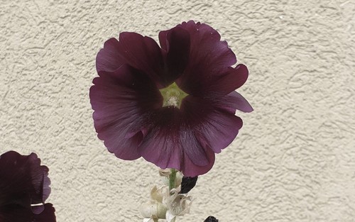 Samen stockrose - 20,