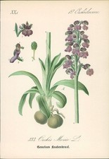 Chromolithographie : Gremeines oder Triften-Knabenkraut, Kuckucksblume. Orchis M