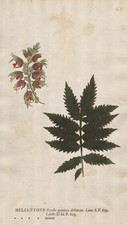 Melianthus major Honigstrauch