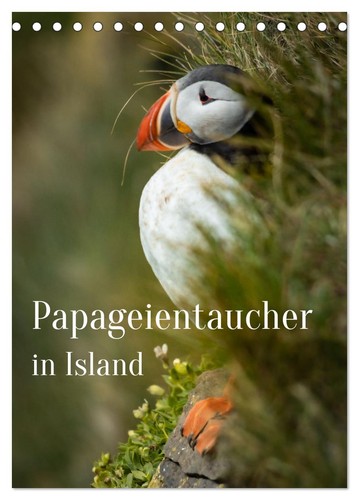 Papageientaucher island - in,
