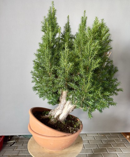 Yamadori bonsai taxus - bonsai,, baccata