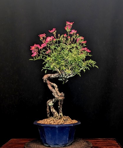 Bonsai japanische zwergrose - bonsai,