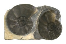 Trias Standstück mit 2x