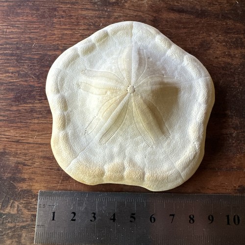 Clypeaster ravenelii