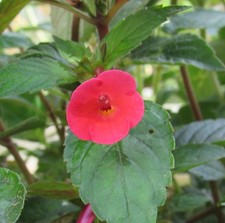 Achimenes 'Little Red' - 3