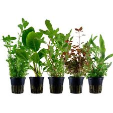 Pflanzen Set mit 5 Hintergrund Topf Aquarium Wasserpflanzen AquaOne Nr.208