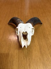 Jagdtrophäe Mufflon