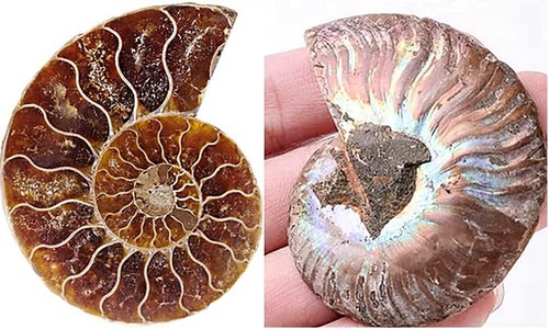 Crigema fossilien ammonit - -,