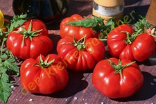 Fleischtomate costoluto - fleischtomate,
