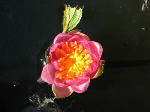 Zwerg seerose nymphaea - nymphaea, pygmaea