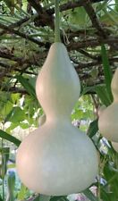 Flaschenkürbis Kalebasse Lagenaria siceraria 'Großer Flaschenkürbis'