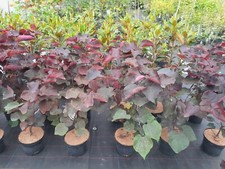 Cercis canadensis Forest Pansy, roter Judasbaum 70-80cm