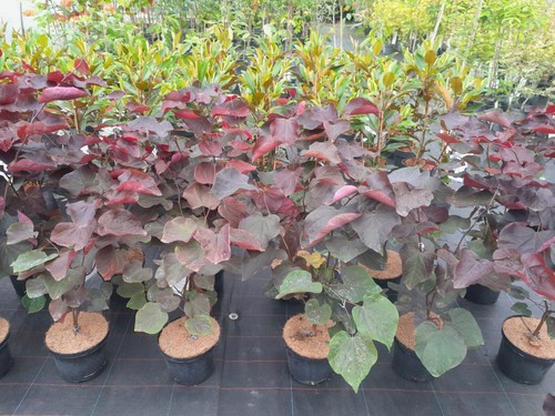 Cercis canadensis forest - cercis,