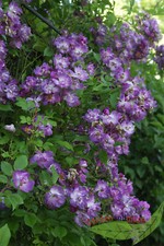 Rosen *Veilchenblau*  Rambler- Rose im Topf gewachsen