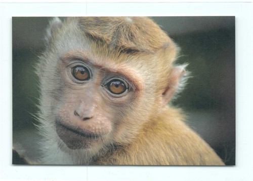 Postkarte makak pavian - makak,
