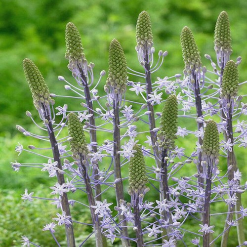 Scilla blumenzwiebeln zwiebeln - scilla,