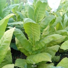 Tabak Virginia Gold USA 300+ Stück frische Samen, Nicotiana tabacum, Tabaksamen