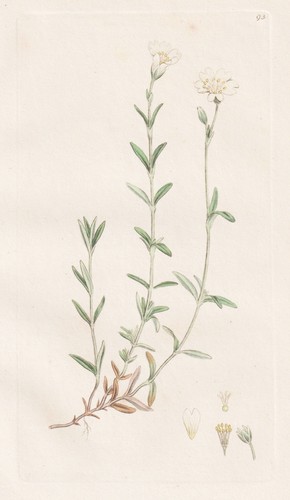 Cerastium arvense