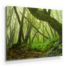 Wunderschöne Wald Bilder auf