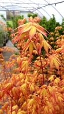 Acer palmatum Katsura, japanischer orangener Fächerahorn, 100-120cm, Japanahorn