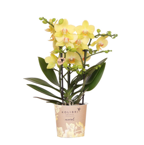 Gelbe phalaenopsis orchidee - gelbe,