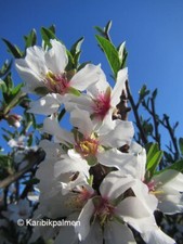 Mandelbaum 'Weiße Krachmandel' - Naschmandel - Winterharte Pflanze 110-130cm