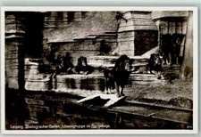 39153334 - 7000 Leipzig Loewengruppe im Freigehege AK 1936