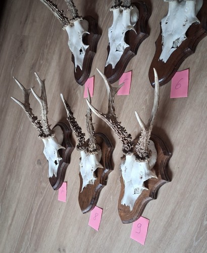 Rehbock geweih jagdtrophäe - rehbock,