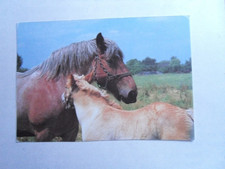 AK Pferd Rasse Niederlande Kaltblut Stute Fohlen 1980 horse cheval Wendy Verlag