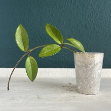 1 großer Hoya carnosa