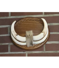 Warzenschwein-Hauer, Afrika