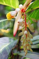SAMEN Pflanzen Terrasse Balkon Garten exotische Blumen Sämereien DWARF CADAMON