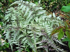 Japanischer Regenbogen-Farn - grau-blau, Co. 2 L