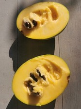 Asimina Triloba *** Paw Paw *** 5 Samen von reifen Früchten