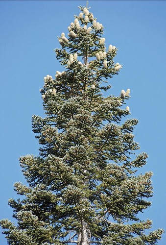Pracht tanne abies magnifica - pracht-tanne,,