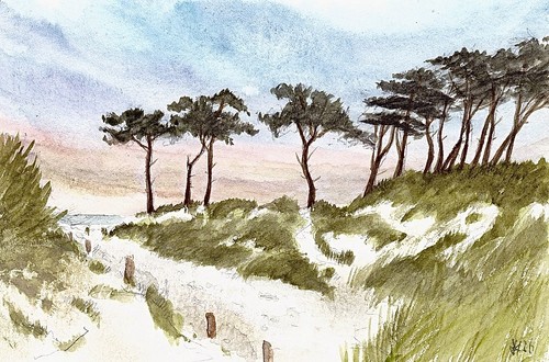 Darss windflüchter am - darss,
