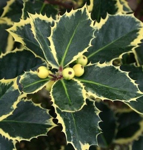 Gelbbunte stechpalme aurea - gelbbunte,