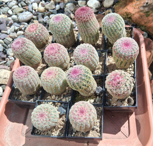 Stück echinocereus - 3,