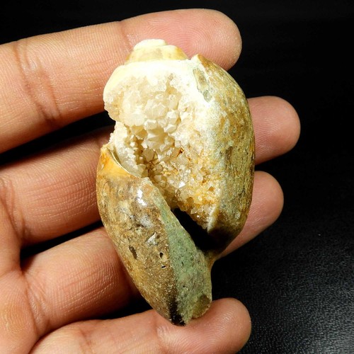 Natürliche schnecke fossil - schnecke,